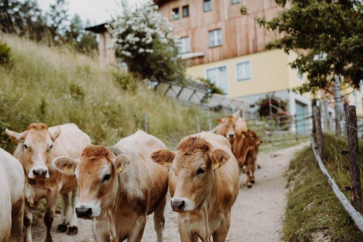 Ferienhaus für 4 Personen, mit Garten in Hochsteiermark - 3