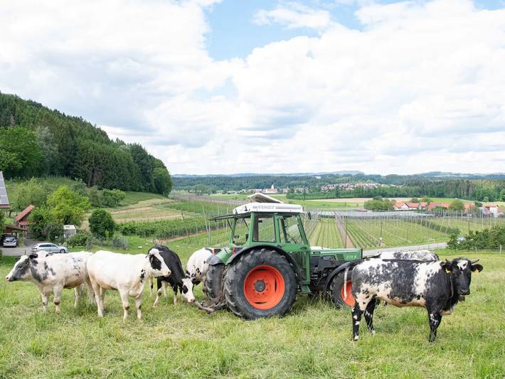 Ferienwohnung für 4 Personen, mit Garten in Tettnang - 3