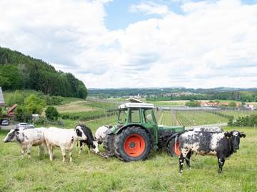 Ferienwohnung für 4 Personen in Tettnang, Region Bodensee-Oberschwaben, Bild 2