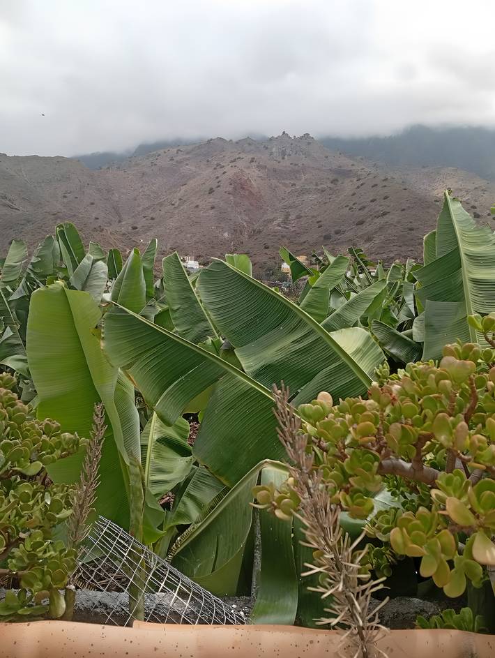 Casa rural para 3 personas, con jardín en La Gomera - 3