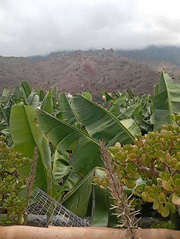 Villa für 3 Personen in Hermigua, La Gomera, Bild 1