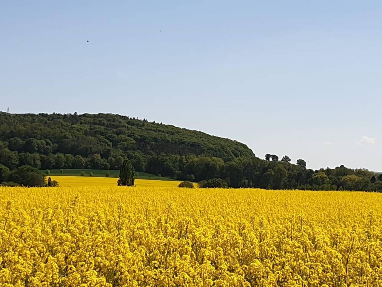 Ganze Ferienwohnung, Ferienwohnung Hellmann - Ferienwohnung 1 in Bad Nenndorf, Landkreis Schaumburg