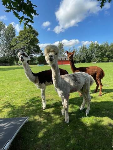 Ferieudlejning til 4 Personer i Svendborg Kommune, Billede 3