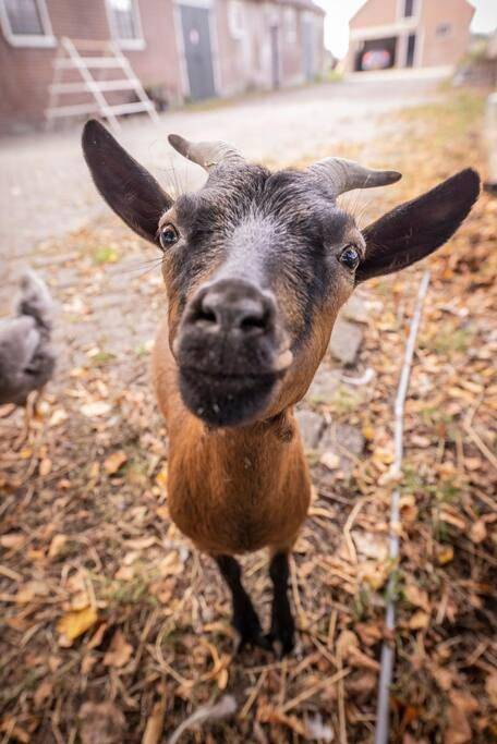 Location de vacances pour 5 personnes, avec vue et terrasse, animaux acceptés dans Hem - 2