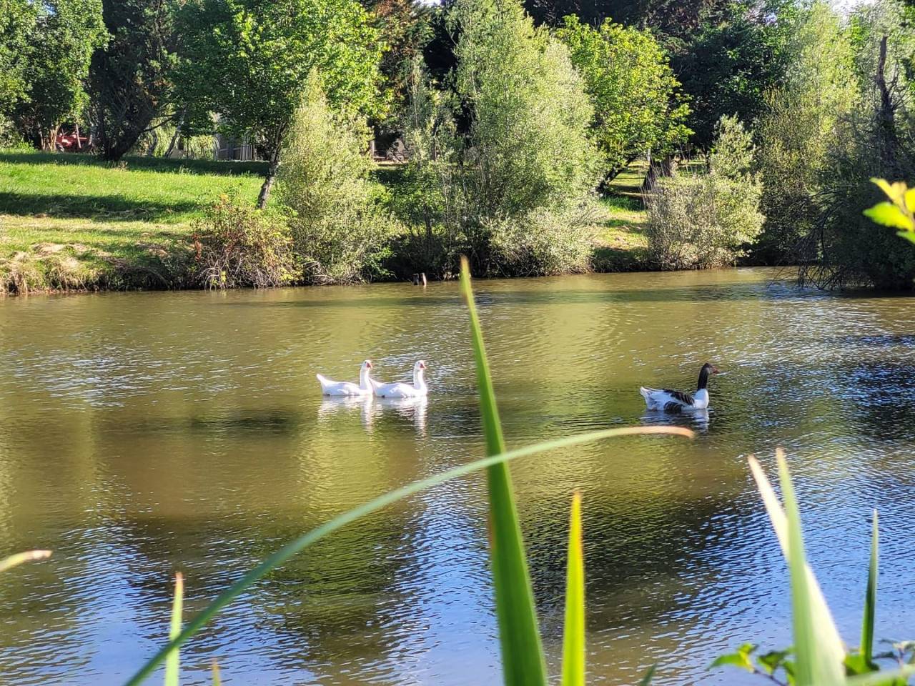 Maison Le Grand Castillon (pêche sur étang privé + forêt + spa) in Castelnau-d'Auzan, Gers