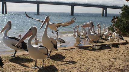Bungalow für 8 Personen in Cowes (Victoria), Bass Coast Shire, Bild 2