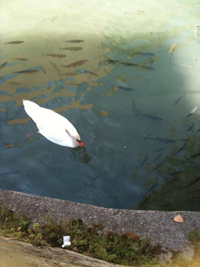 Gîte pour 3 personnes dans Iseo - 3
