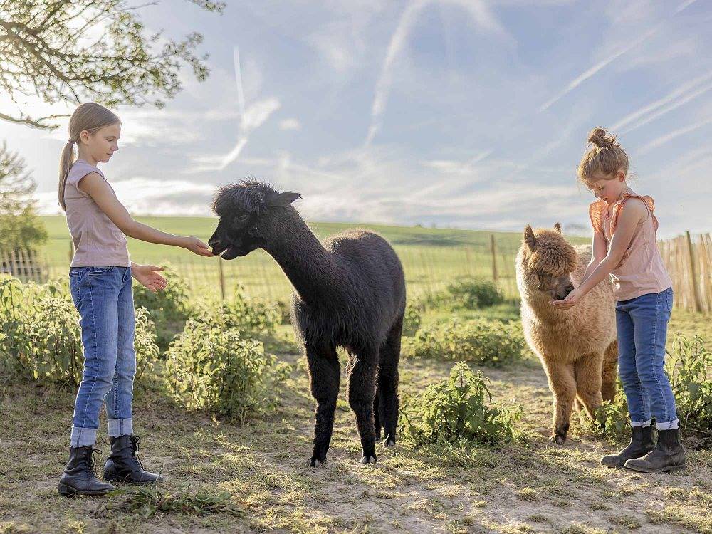 Hof Hardthöhe - Bauern- & Reiterhof - Rheinblick-Chalet Loreley in Oberwesel, Mittelrhein