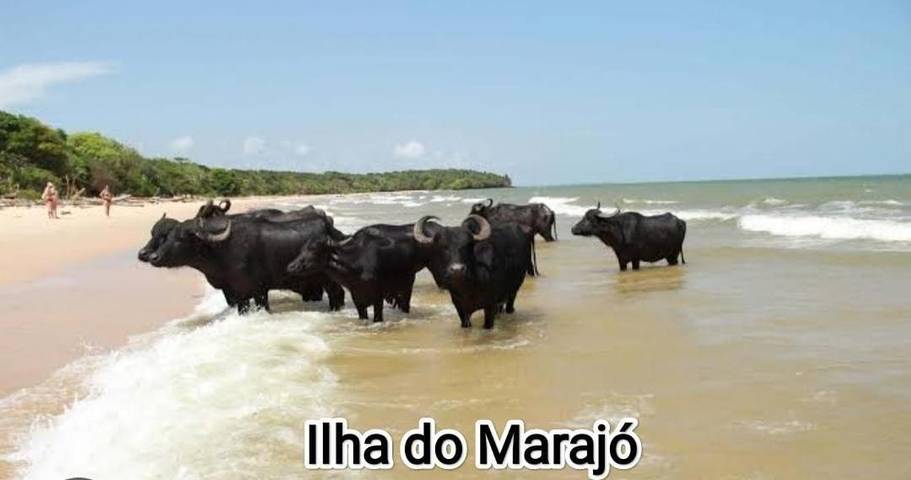 Maison d’hôte pour 4 personnes, avec jardin, adapté aux familles à Belém - 3