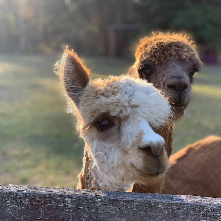 Breemiloy Homestead - Abgeschiedenes 28 Hektar großes Grundstück in Hunter Valley