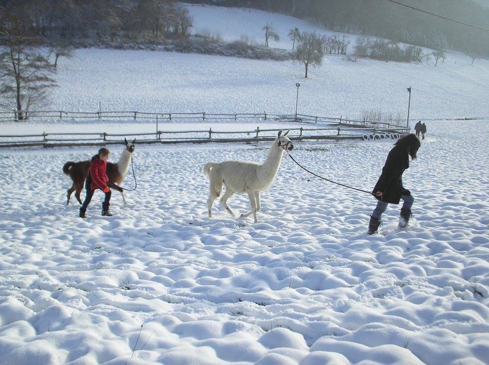 Granja para 4 personas con balcón/terraza in Seelbach, Selva Negra Central