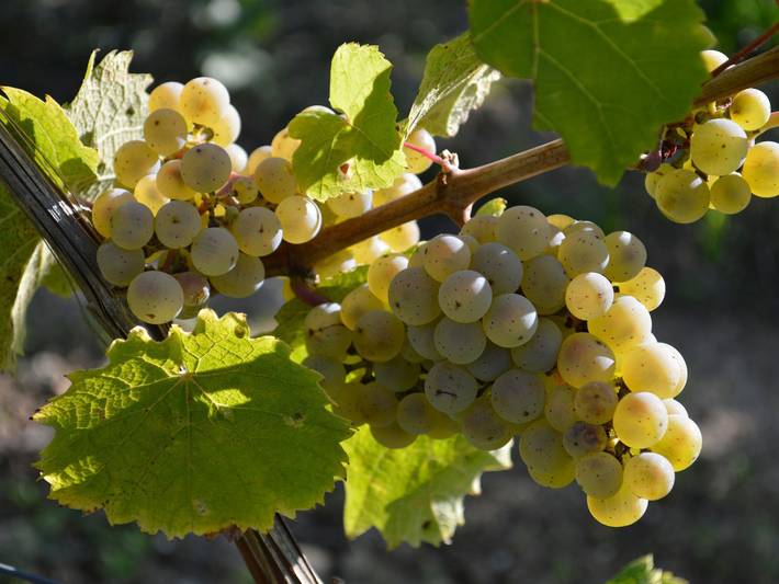 Ferienwohnung für 3 Personen im Rheingau - 3