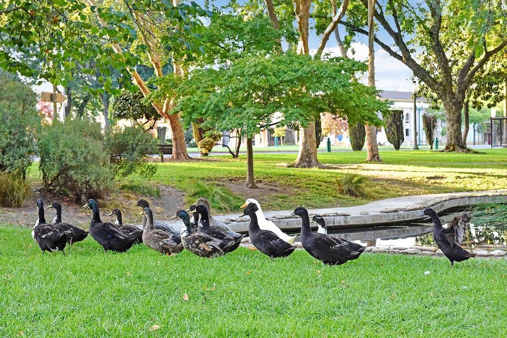 Brandneuer Luxusbungalow mit 1 Schlafzimmer, nur wenige Schritte vom Sonoma Plaza entfernt in Sonoma, California North Coast