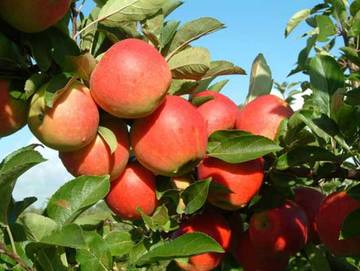 Ferienwohnung für 4 Personen in Überlingen, Region Bodensee-Oberschwaben, Bild 4