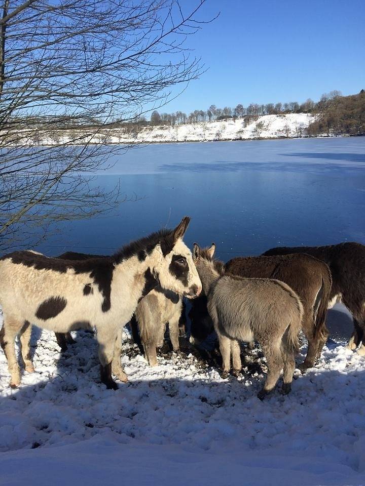 Ferienhaus für 11 Personen in Udler, Eifel (Rheinland-Pfalz)