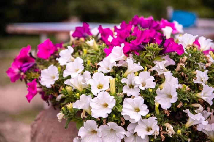 Location de vacances pour 4 personnes, avec vue et jardin à Corato - 3