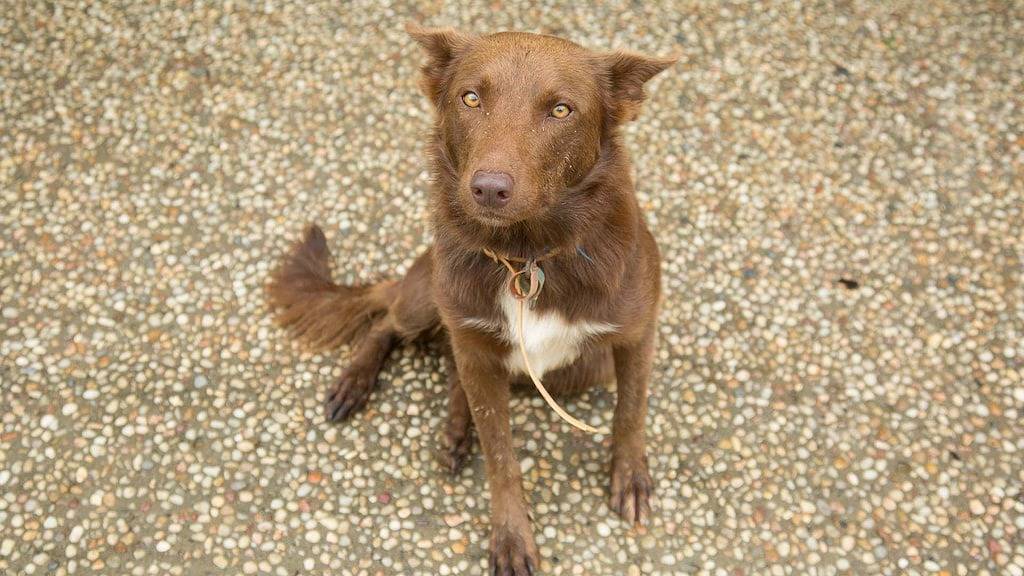 Der Homestead: Ein Friedliches Getaway in Cairns, Far North Queensland