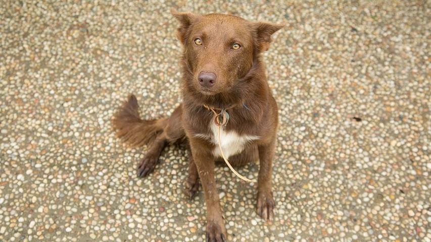 Maison d’hôte pour 5 personnes, avec jardin dans Australie - 3