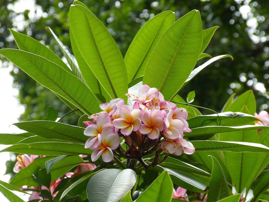 Magnolia Cottage - Magical Noosa Hinterland Retreat in Eumundi, Noosa