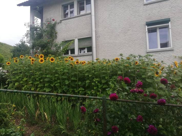 Gîte pour 6 personnes, avec vue et jardin à St. Gallen - 3