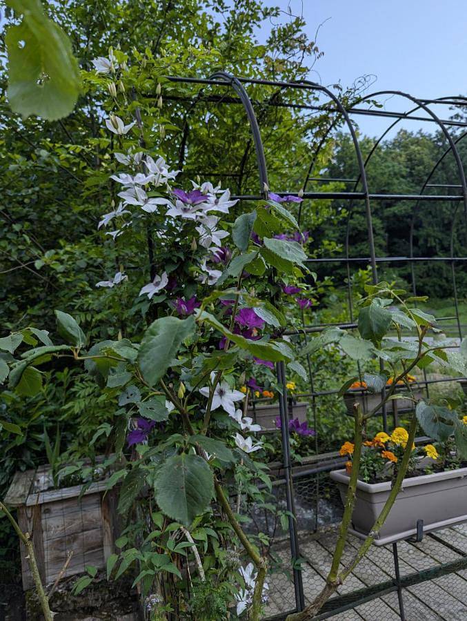Gîte pour 6 personnes, avec jardin et vue, animaux acceptés à Niederbronn-les-Bains - 2