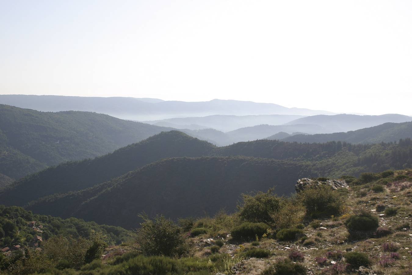 Verdier in Vialas, Parc national des Cévennes
