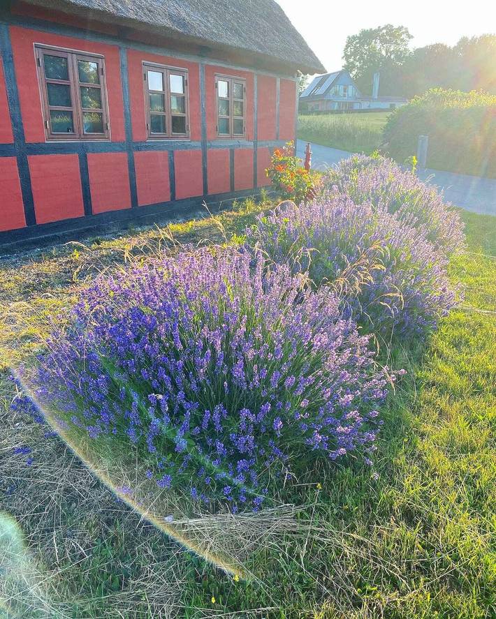 Ferienhaus für 7 Personen, mit Garten in Tårup - 2
