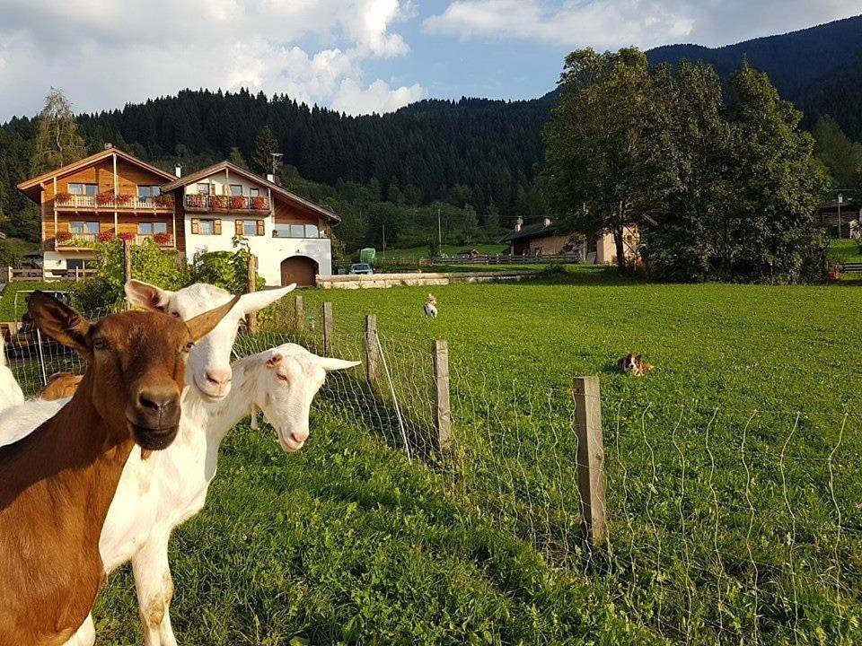 Double Room with Balcony in Tesero, Dolomiti di Fiemme