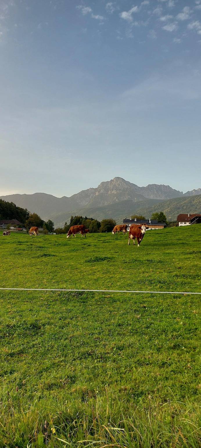 Barmbichlhof - Staufenblick, 38m², Sat-Tv, Balkon, max. 2 Personen in Anger, Bayerische Alpen