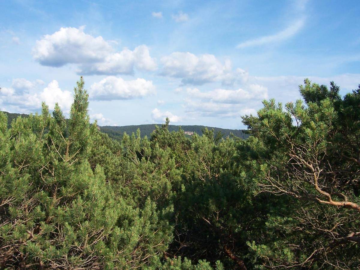Ganze Wohnung, Ferienwohnung am Pfaffenfels in Schönau (Pfalz), Landkreis Südwestpfalz
