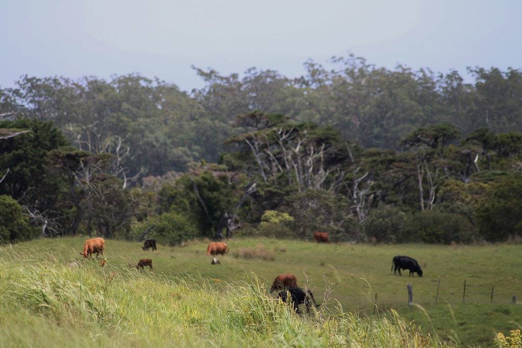 Lio Ka Hale (Das Pferdehaus) - Kamuela, Hawaii - spektakuläre Ausblicke auf Mauna Kea in Waimea, Kohala