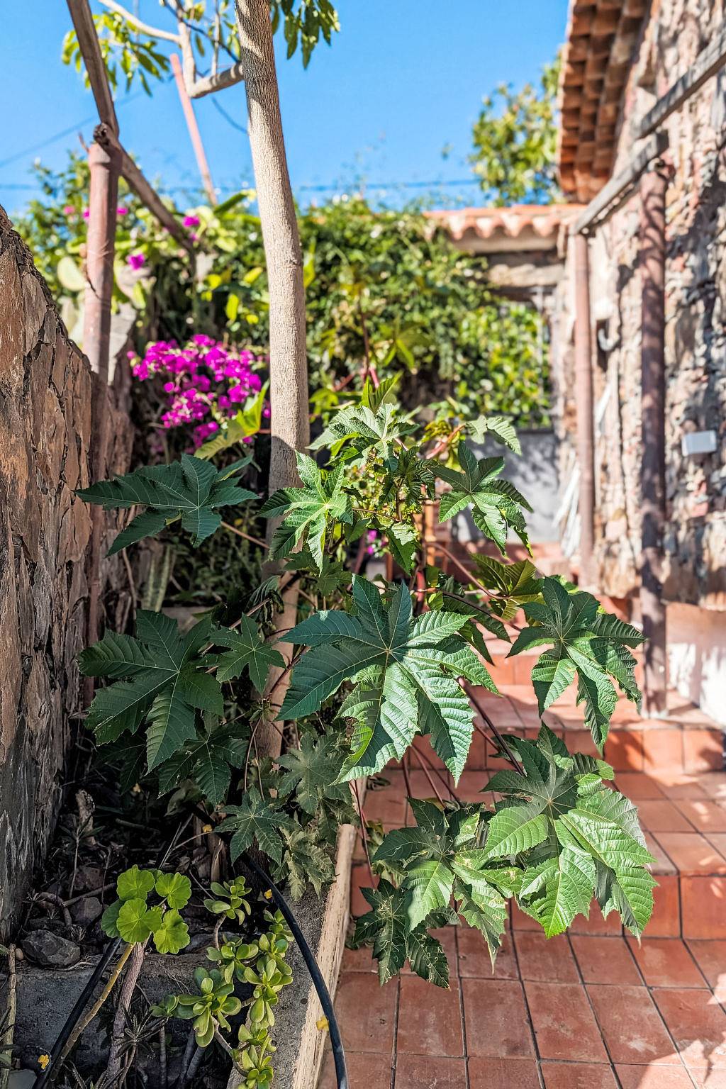 Finca Luz de Palmera in Las Lagunas (Canary Islands), Santa Lucía de Tirajana