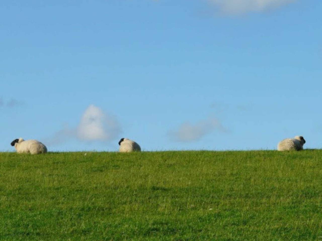 Ganze Ferienwohnung, Ferienwohnung im Landhaus Bensersiel - Ferienwohnung im Landhaus Bensersiel in Bensersiel, Esens
