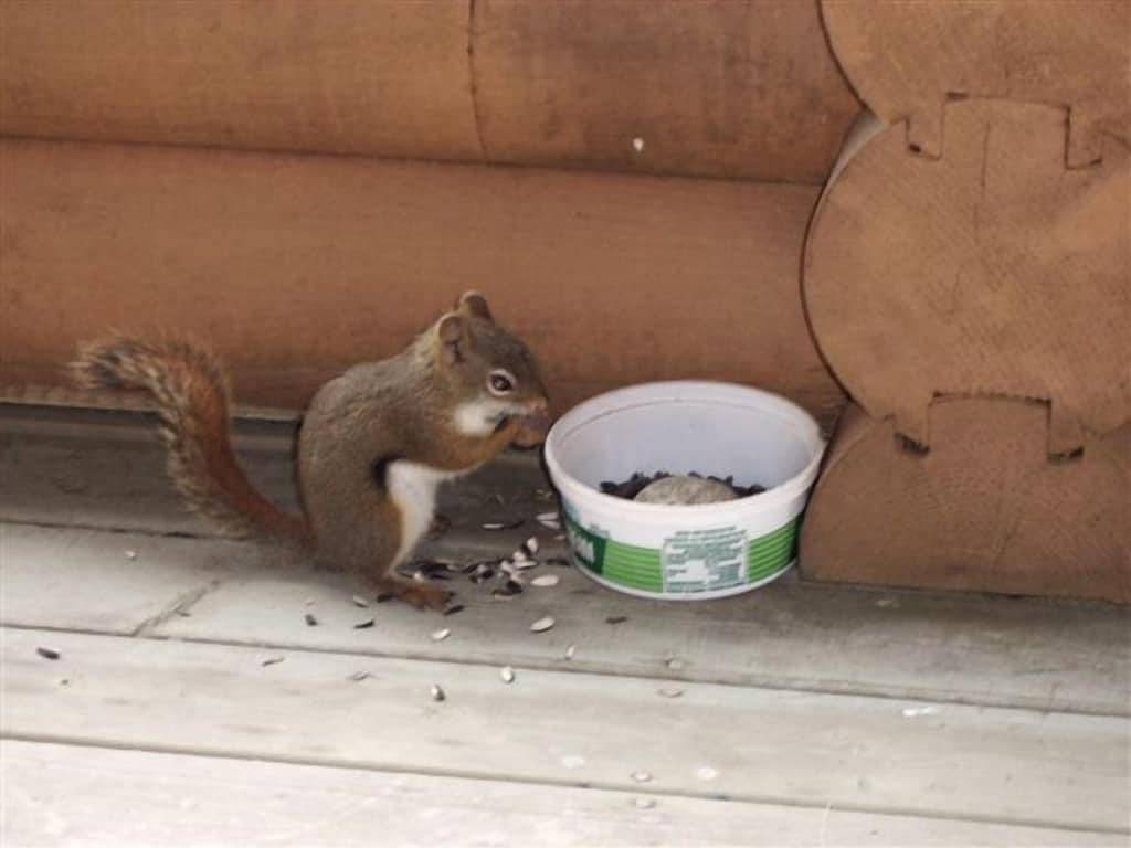 Blockhaus mit Panoramablick und 2 Bäder in Richmond County