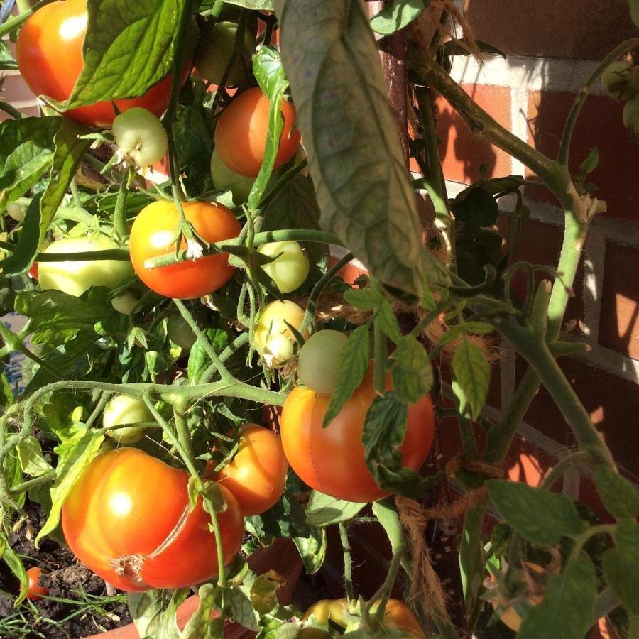 Ganze Wohnung, Apartment in Blomberg (Ostfriesland), Landkreis Wittmund