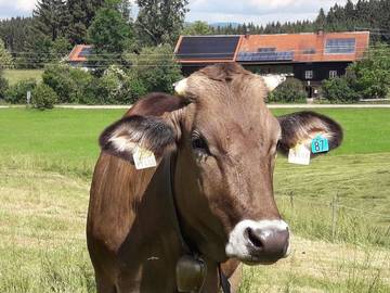 Ferienhaus für 5 Personen in Sulzberg, Allgäuer Alpen, Bild 4