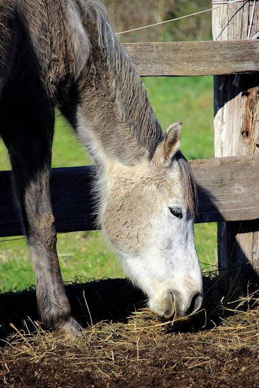 Gîte pour 6 personnes, avec jardin ainsi que piscine et balcon à Beauvoisin - 2