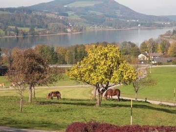 Bauernhof für 5 Personen in Mondsee & Irrsee, Bezirk Vöcklabruck, Bild 3