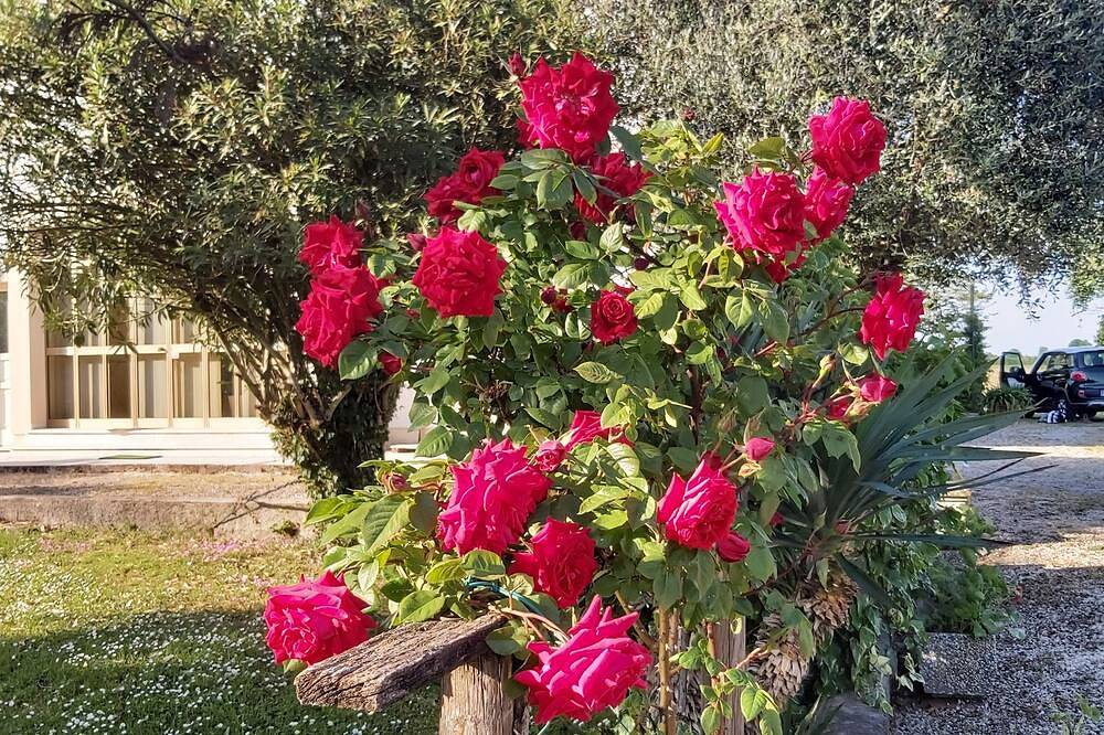 \"Da Celeste\" Very bright apartment in a single house surrounded by greenery in Montegaldella, Vicenza Province