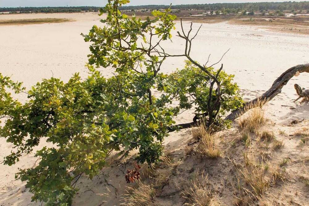 The Guest Room - B&B at 300 meters from the nature reserve Loonse and Drunense Dunes in Nordbrabant