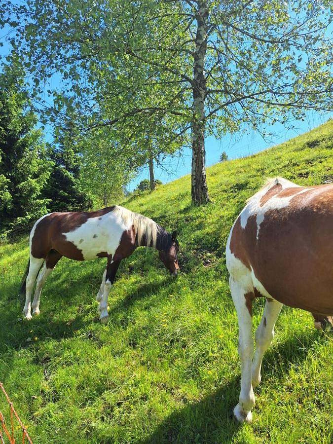 Country Life Chalet in Tione di Trento, Alpi dell'Adamello e della Presanella