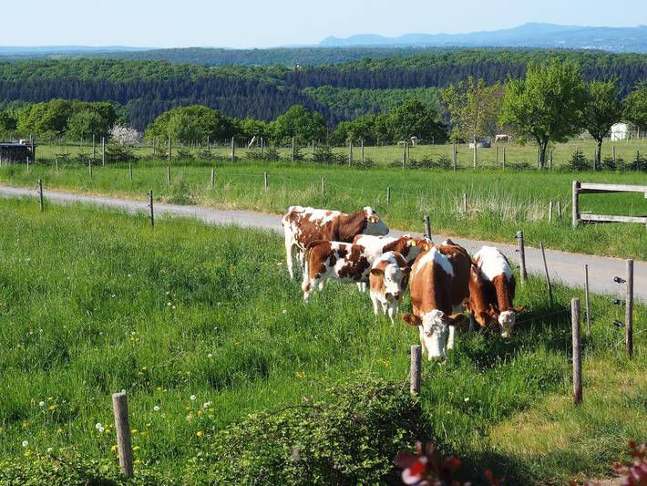 Ferienwohnung für 4 Personen, mit Balkon und Garten am Mittelrhein - 2