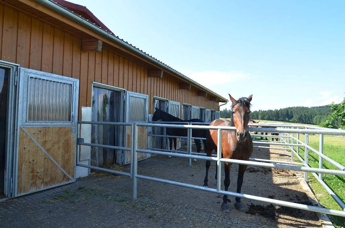 Ganze Wohnung, Reiterhof Hexental - Ferienwohnung 78 qm in Bogen, Ostbayern