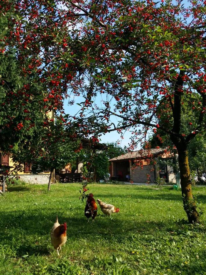 Chambre d’hôte pour 3 personnes, avec vue et jardin, animaux acceptés à Parme - 4