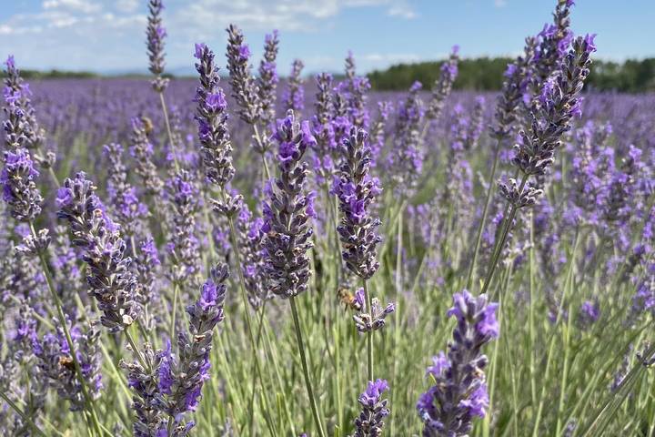 Gîte pour 6 personnes, avec jardin et piscine, adapté aux familles à Brunet (Alpes-de-Haute-Provence) - 3