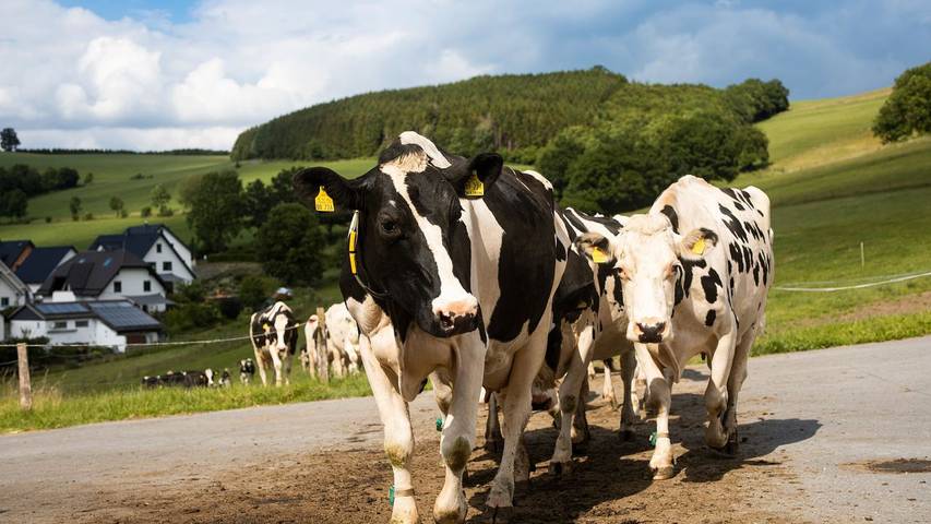 Ferienwohnung für 2 Personen, mit Garten und Terrasse - 1