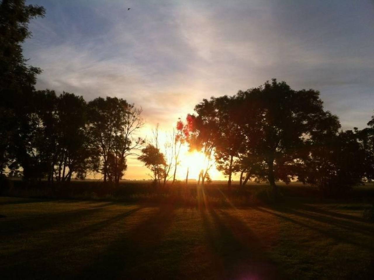 Kranich in Ummanz-Lüßvitz in Ummanz, Rügen