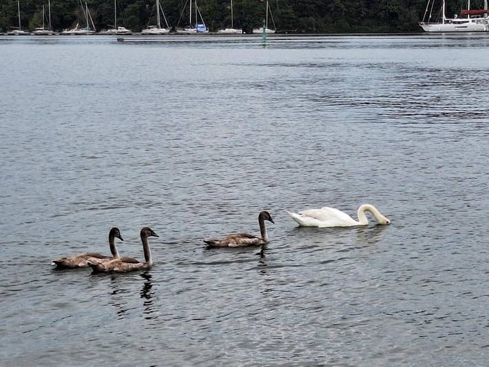 Gîte pour 5 personnes, avec piscine et vue ainsi que jardin et terrasse à Arzal - 2