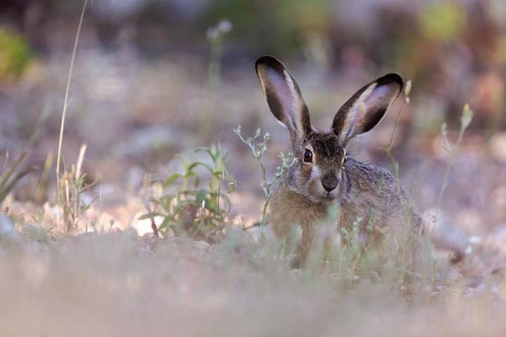 Location de vacances pour 3 personnes à Urtaca