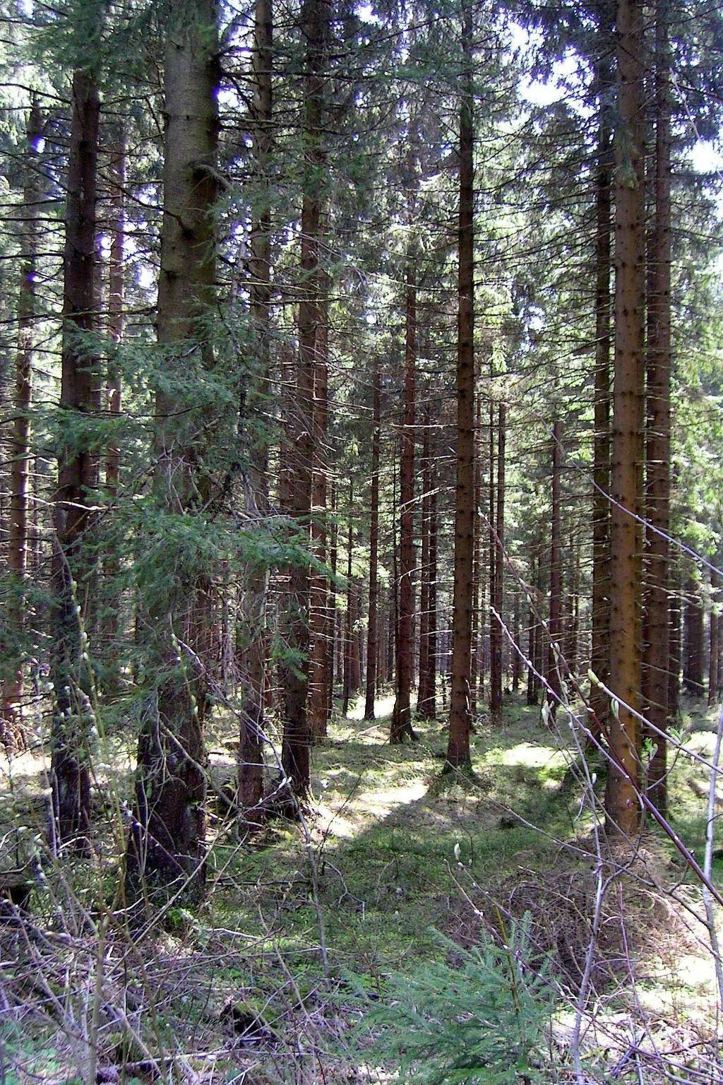 Harz-Haus-Bruns, foto 10